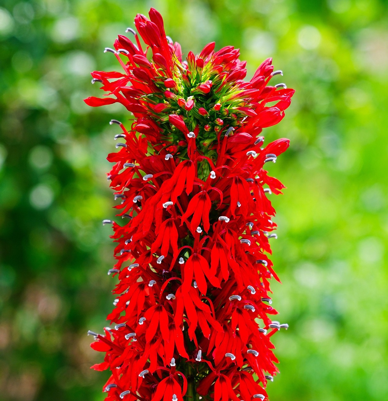 The showy red spike of a Cardinal flower.